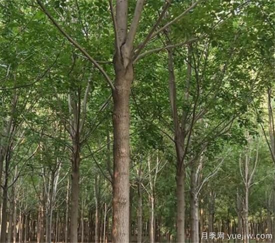 白蜡树几月施肥好 速生白蜡不同时间段的施肥技巧(图3) 白蜡树几月施肥好 速生白蜡不同时间段的施肥技巧(图3)