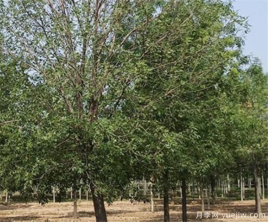 白蜡树几月施肥好 速生白蜡不同时间段的施肥技巧(图2) 白蜡树几月施肥好 速生白蜡不同时间段的施肥技巧(图2)