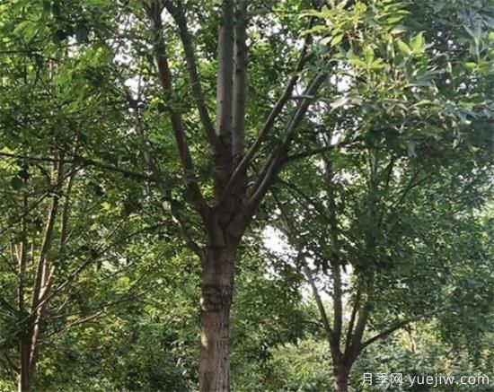 白蜡树一般最低多少定干  速生白蜡定杆技巧分享(图3)