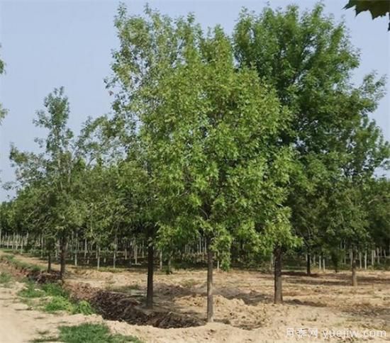 白蜡树一般最低多少定干  速生白蜡定杆技巧分享(图2)