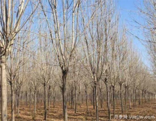 白蜡树几月施肥好 速生白蜡不同时间段的施肥技巧(图1) 白蜡树几月施肥好 速生白蜡不同时间段的施肥技巧(图1)