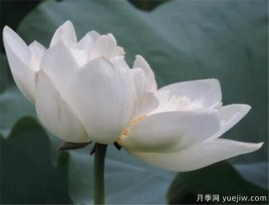 荷花苗的品种有哪些 荷花名称图片大全(图5)