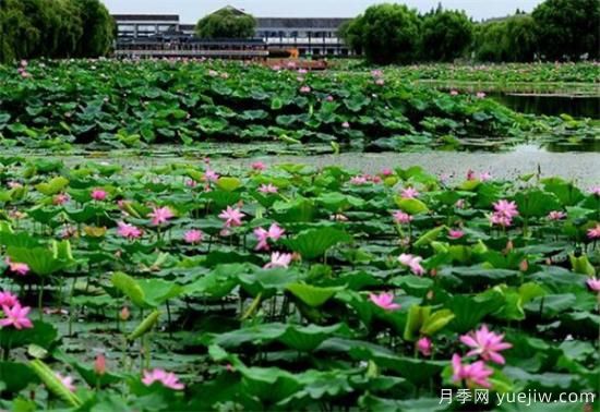 荷花苗几月份种植 荷花繁殖方法和技术要点(图3) 荷花苗几月份种植 荷花繁殖方法和技术要点(图3)