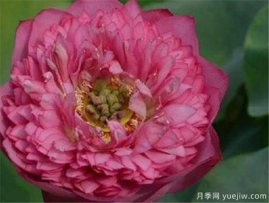 荷花苗的品种有哪些 荷花名称图片大全(图10)