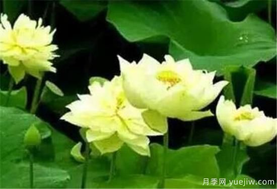 荷花苗几月份种植 荷花繁殖方法和技术要点(图2) 荷花苗几月份种植 荷花繁殖方法和技术要点(图2)