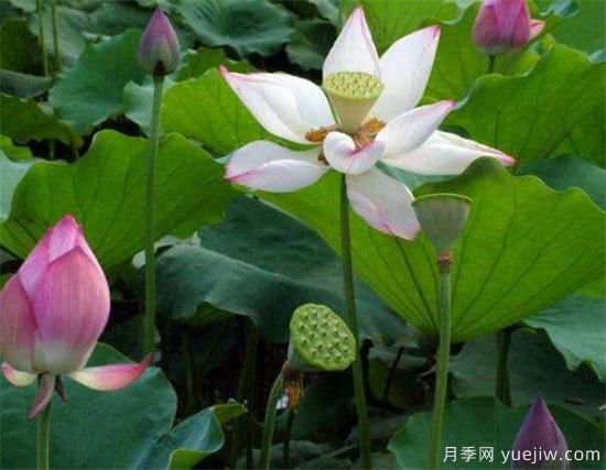 荷花苗几月份种植 荷花繁殖方法和技术要点(图1) 荷花苗几月份种植 荷花繁殖方法和技术要点(图1)