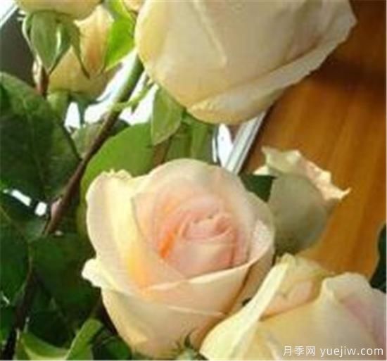 香槟玫瑰怎么养 香槟玫瑰的养殖方法和注意事项(图2)