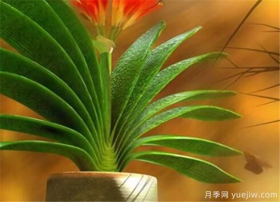 君子兰的养殖方法和注意事项 君子兰怎么养(图1) 君子兰的养殖方法和注意事项 君子兰怎么养(图1)