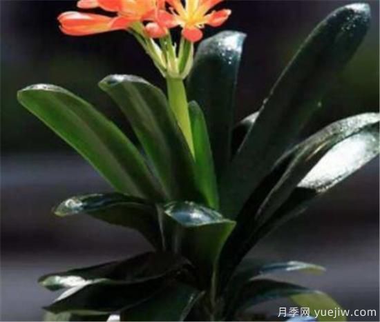 君子兰的养殖方法和注意事项 君子兰怎么养(图3) 君子兰的养殖方法和注意事项 君子兰怎么养(图3)