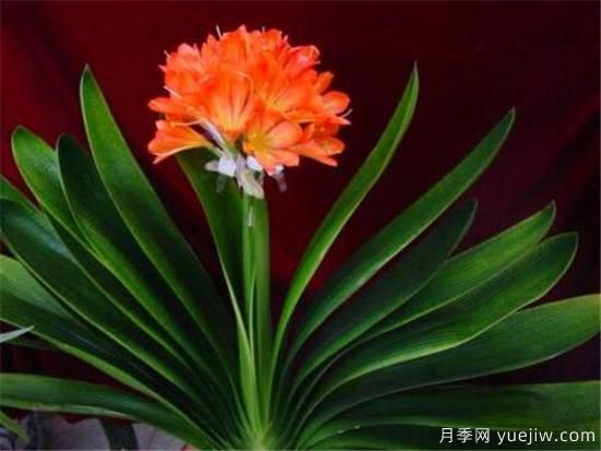 君子兰什么时候开花 君子兰的花语和寓意象征(图2)