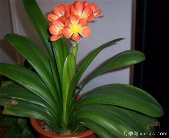 君子兰的养殖方法和注意事项 君子兰怎么养(图2) 君子兰的养殖方法和注意事项 君子兰怎么养(图2)