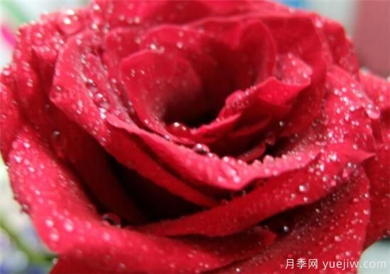 11朵和19朵红玫瑰代表什么 送人红玫瑰有什么说法(图1)