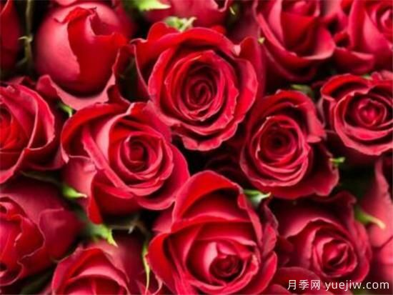 红玫瑰几月份开花 红玫瑰开花图片欣赏(图1)