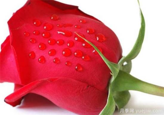 墨红玫瑰如何鉴别真假 墨红玫瑰有什么功效和作用(图2)