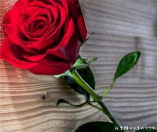 墨红玫瑰如何鉴别真假 墨红玫瑰有什么功效和作用(图1)