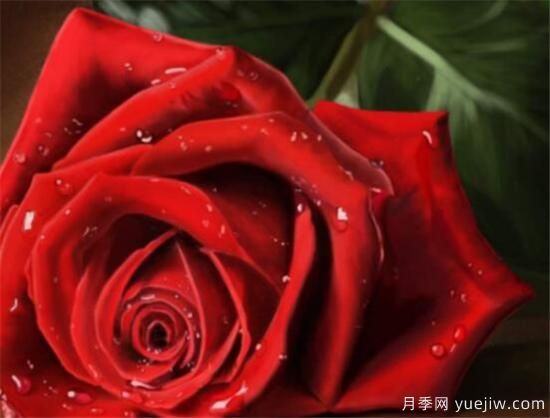 红玫瑰几月份开花 红玫瑰开花图片欣赏(图2)