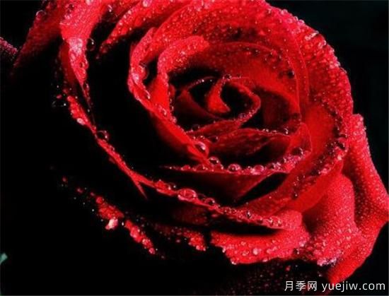 红玫瑰的花语和寓意大全 粉红玫瑰适合送给谁(图1)