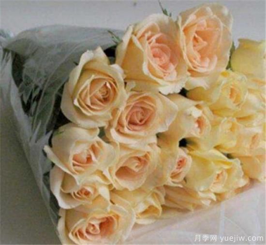 香槟玫瑰的花语是什么 19支和99支香槟玫瑰寓意象征(图1)