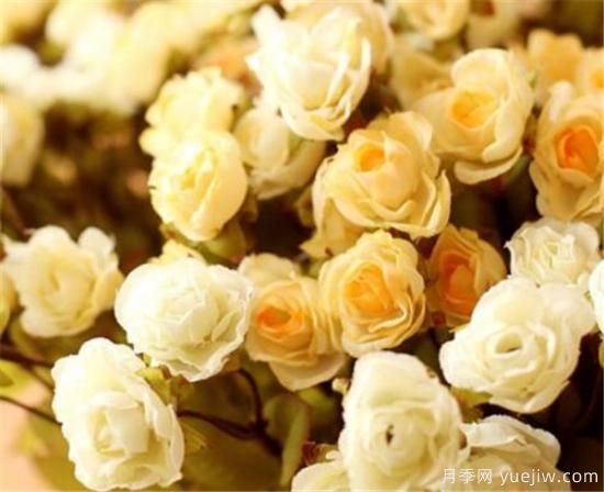 香槟玫瑰怎么养 香槟玫瑰的养殖方法和注意事项(图3)