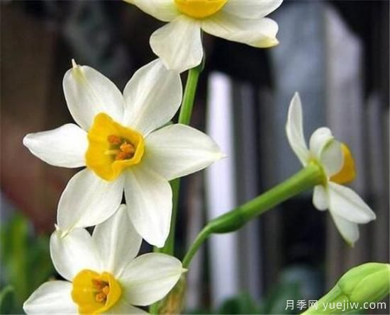 水仙花的花语是什么 关于水仙花的传说(图1) 水仙花的花语是什么 关于水仙花的传说(图1)