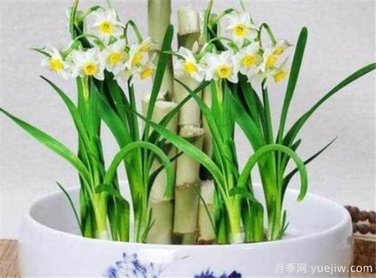 水仙花的花语是什么 关于水仙花的传说(图2) 水仙花的花语是什么 关于水仙花的传说(图2)