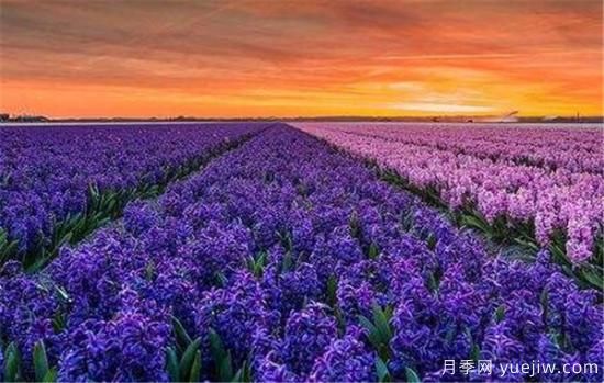 风信子种球什么时候种 风信子如何传播种子(图3)