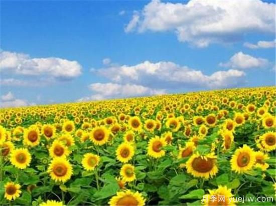 向日葵种植方法有哪些 向日葵种植和管理技术(图3)