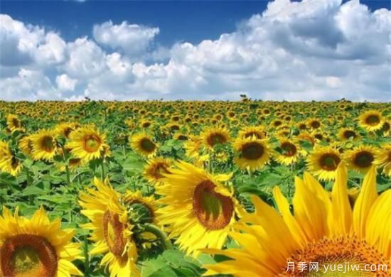 向日葵种植方法有哪些 向日葵种植和管理技术(图2)