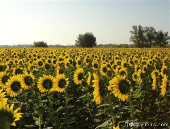 向日葵种植方法有哪些 向日葵种植和管理技术(图1)
