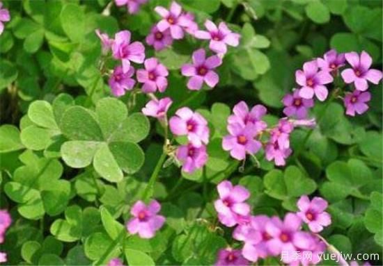 红花酢浆草能吃吗 红花酢浆草的功效和价值有哪些(图1) 红花酢浆草能吃吗 红花酢浆草的功效和价值有哪些(图1)