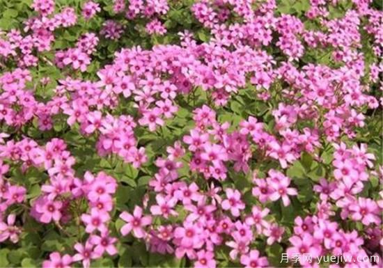 红花酢浆草能吃吗 红花酢浆草的功效和价值有哪些(图2) 红花酢浆草能吃吗 红花酢浆草的功效和价值有哪些(图2)