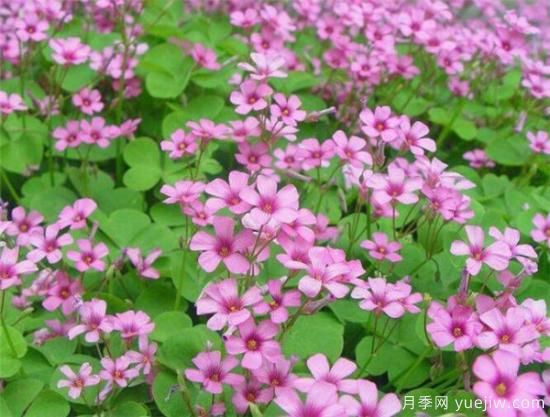 红花酢浆草能吃吗 红花酢浆草的功效和价值有哪些(图3) 红花酢浆草能吃吗 红花酢浆草的功效和价值有哪些(图3)