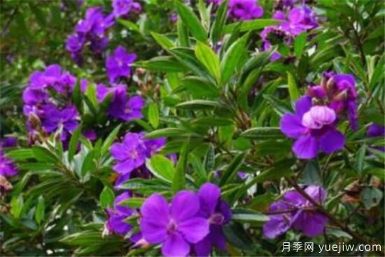 野牡丹是常绿还是落叶的 多花野牡丹的功效与作用(图1)