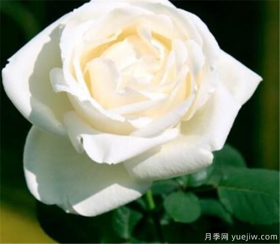 白玫瑰适合送给什么人 为什么白玫瑰不能随便送人(图1) 白玫瑰适合送给什么人 为什么白玫瑰不能随便送人(图1)