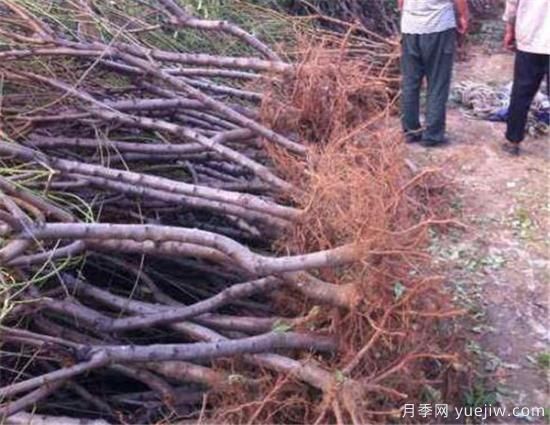 桃树常见的病虫害有哪些 如何防治桃树病虫害(图1)