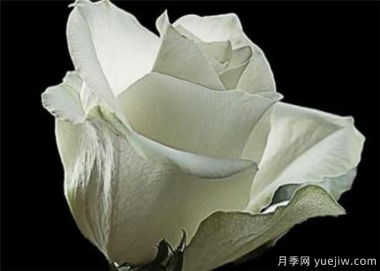 11朵、33朵、66朵白玫瑰代表的什么意思(图3) 11朵、33朵、66朵白玫瑰代表的什么意思(图3)