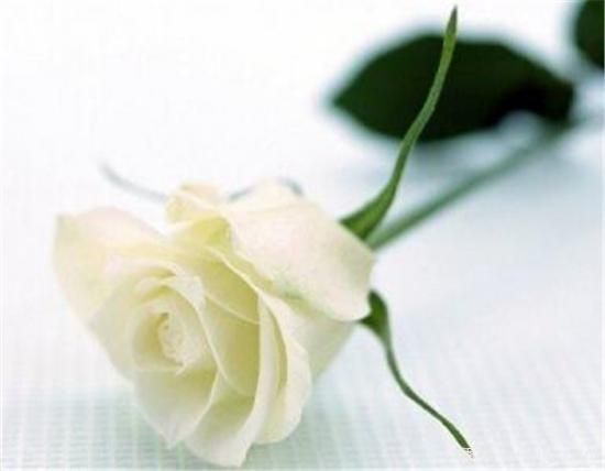 11朵、33朵、66朵白玫瑰代表的什么意思(图2) 11朵、33朵、66朵白玫瑰代表的什么意思(图2)