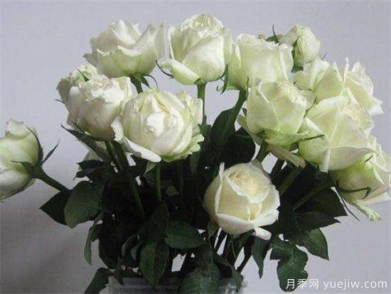 白玫瑰几月份开花 白玫瑰的花语寓意(图3) 白玫瑰几月份开花 白玫瑰的花语寓意(图3)