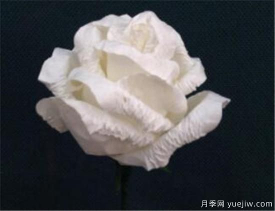 白玫瑰几月份开花 白玫瑰的花语寓意(图2) 白玫瑰几月份开花 白玫瑰的花语寓意(图2)