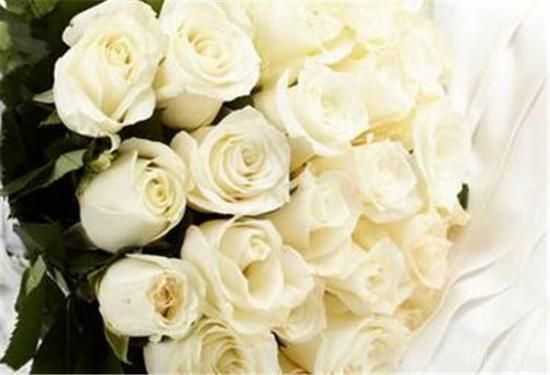 11朵、33朵、66朵白玫瑰代表的什么意思(图1) 11朵、33朵、66朵白玫瑰代表的什么意思(图1)