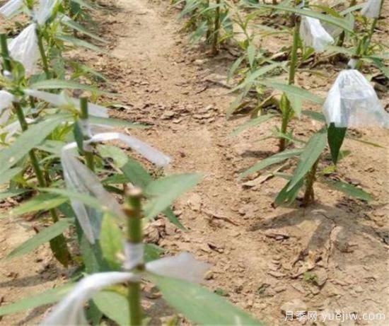 桃树常见的病虫害有哪些 如何防治桃树病虫害(图2)