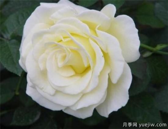 白玫瑰适合送给什么人 为什么白玫瑰不能随便送人(图3) 白玫瑰适合送给什么人 为什么白玫瑰不能随便送人(图3)