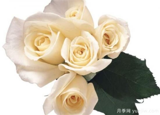 白玫瑰适合送给什么人 为什么白玫瑰不能随便送人(图2) 白玫瑰适合送给什么人 为什么白玫瑰不能随便送人(图2)