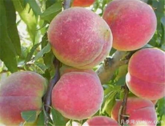 桃树嫁接时间是几月份 桃树嫁接方法有哪些(图3) 桃树嫁接时间是几月份 桃树嫁接方法有哪些(图3)