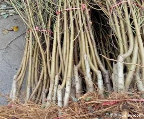 桃树流胶病的症状和危害 桃树流胶病如何防治(图3)