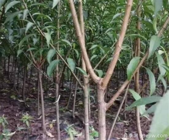 李子树繁殖方法有哪些 李子树种植管理技术(图1)