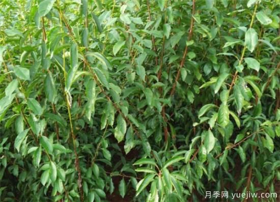 李子树繁殖方法有哪些 李子树种植管理技术(图2)
