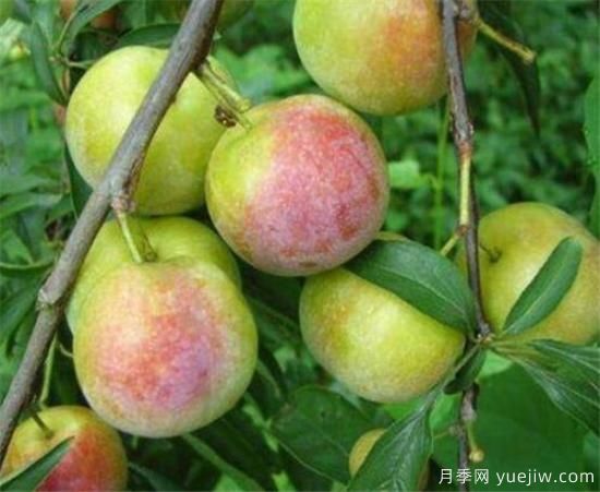 李子树几月份扦插 李子树扦插种植方法要点(图1)