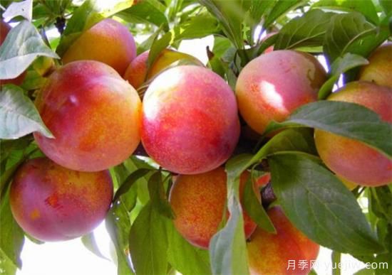 李子树什么时间移栽成活率高 李子树移栽后如何管理(图3) 李子树什么时间移栽成活率高 李子树移栽后如何管理(图3)