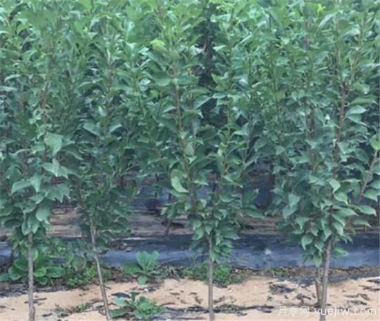 李子树什么时间移栽成活率高 李子树移栽后如何管理(图2) 李子树什么时间移栽成活率高 李子树移栽后如何管理(图2)